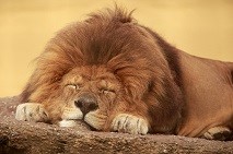 Sleeping Lion